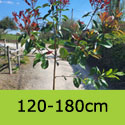 Photinia Red Robin 120-180cm 7L pot Half Standard